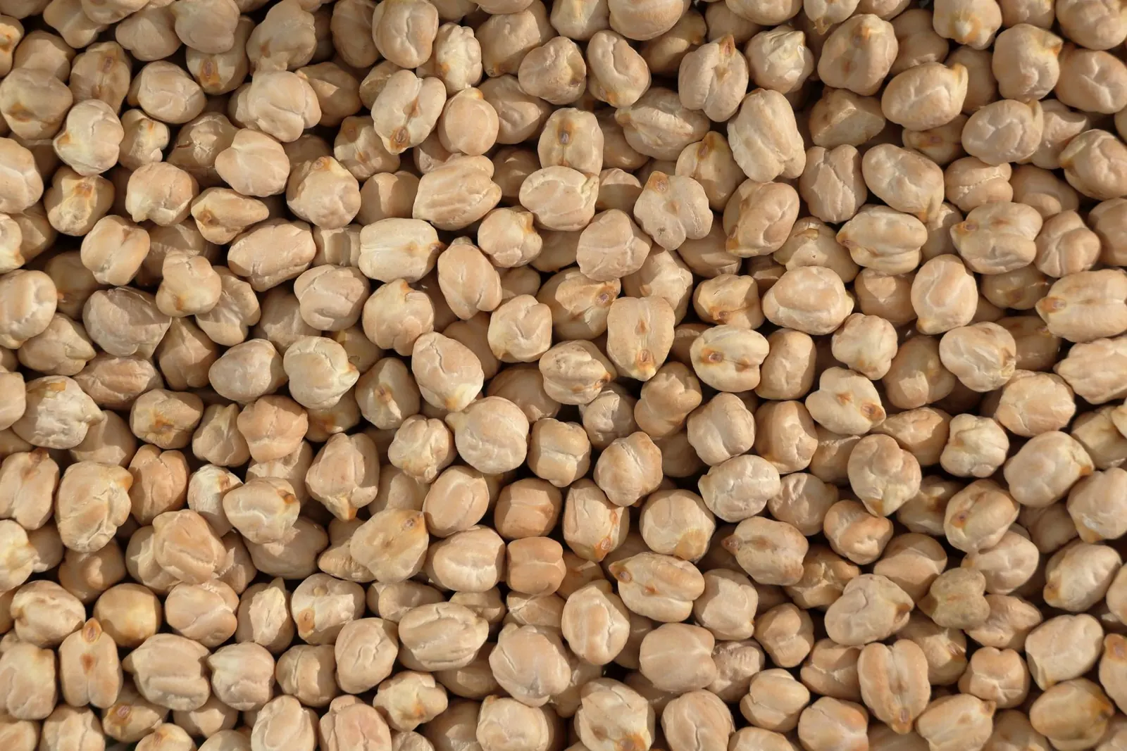 Dried Chickpeas